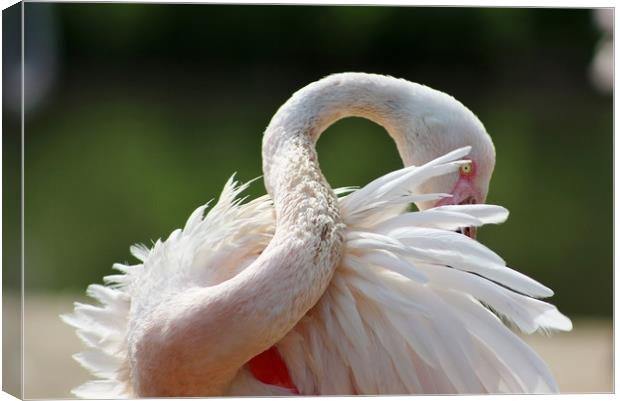 A resting Greater Flamingo Canvas Print by Susan Snow
