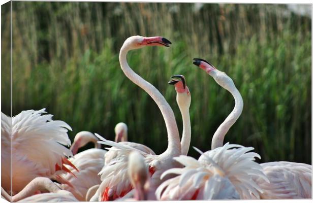 Playful Greater Flamingos Canvas Print by Susan Snow