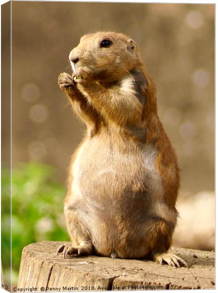 Black Tailed Prairie Dog, Broadwell, Cotswolds Canvas Print by Penny Martin