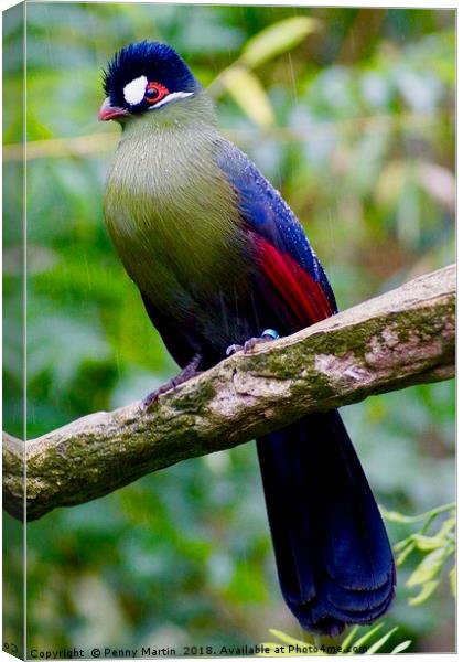 Exotic Multi coloured Bird, Loire Valley, France Canvas Print by Penny Martin