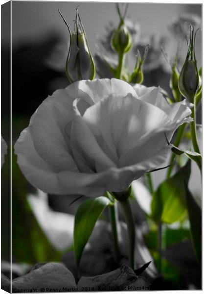 Monochrome black and white rose with green stems Canvas Print by Penny Martin