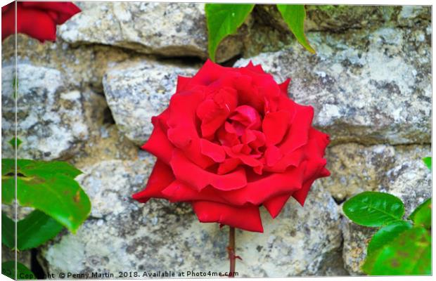 Single Red Rose on Wall Canvas Print by Penny Martin