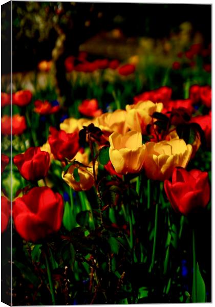 Colourful Tulips Canvas Print by Penny Martin