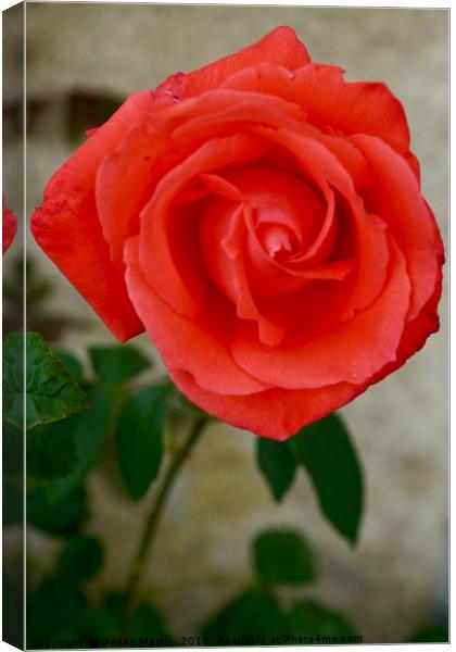 Orange Red Rose Canvas Print by Penny Martin