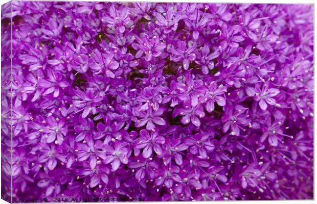 Large purple Allium Gigantium Canvas Print by Penny Martin