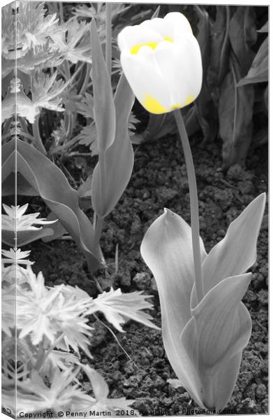 Yellow and White Tulip Canvas Print by Penny Martin