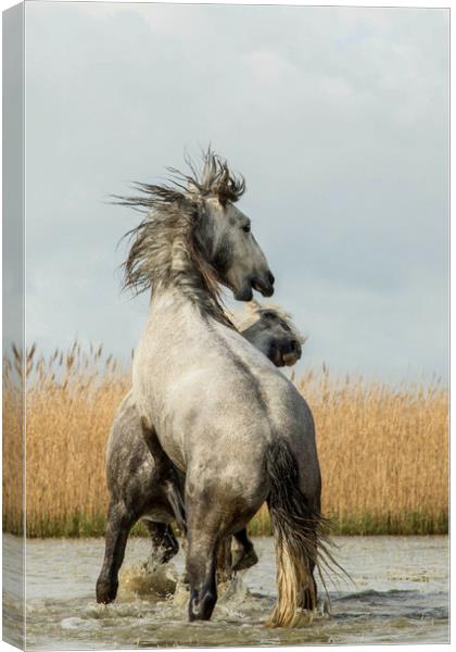Stallions fighting  Canvas Print by Ruth Baldwin