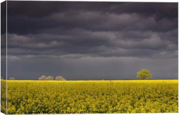 A storm brewing over a rapeseed field Canvas Print by Wendy McDonnell