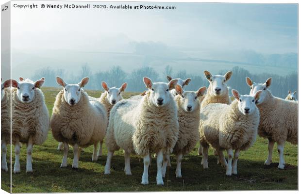 Inquisitive sheep, Yorkshire Dales National Park Canvas Print by Wendy McDonnell