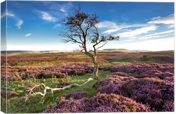 Heather time in Wensleydale, Yorkshire Dales Canvas Print by Wendy McDonnell