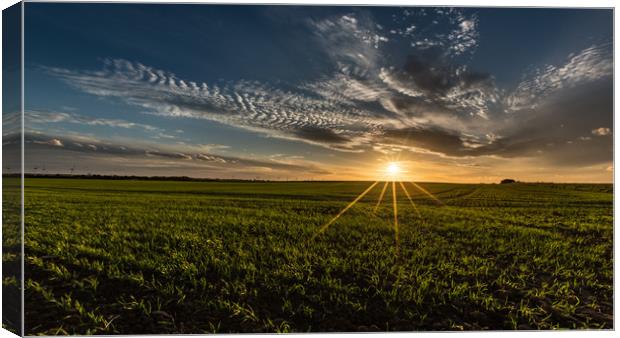 New Growth  Canvas Print by Kingsley Summers