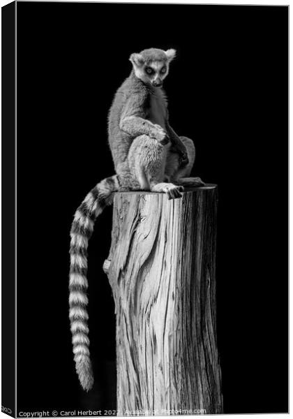 Lemur Sitting on a Tree Stump Canvas Print by Carol Herbert