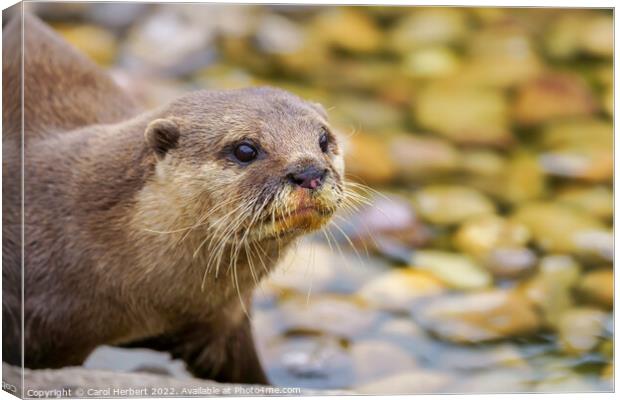 Otter by Water Canvas Print by Carol Herbert