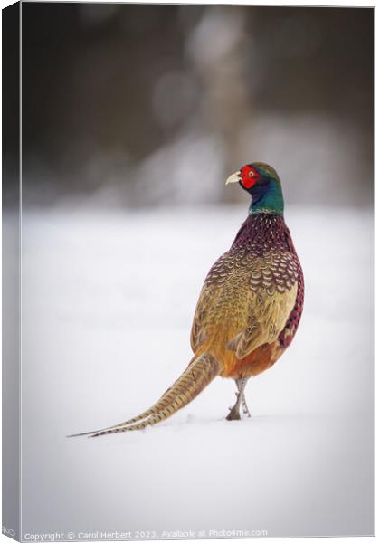 Pheasant in Snow Canvas Print by Carol Herbert