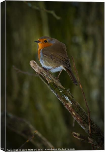 A Robin on a Branch Canvas Print by Carol Herbert