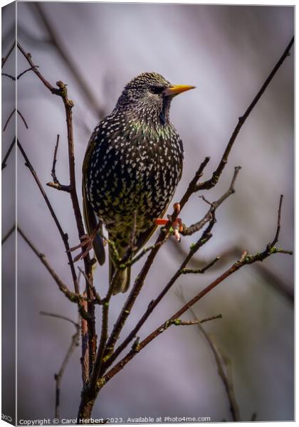 Single British Starling Canvas Print by Carol Herbert