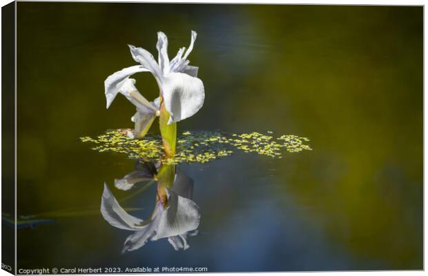 White Water Iris Canvas Print by Carol Herbert