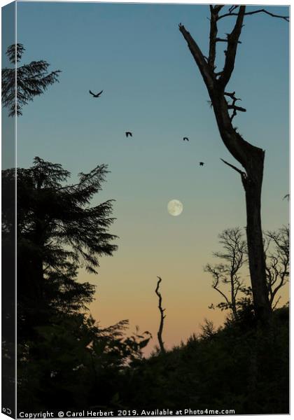 Moonrise Canvas Print by Carol Herbert