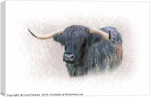 Highland Cow Canvas Print by Carol Herbert