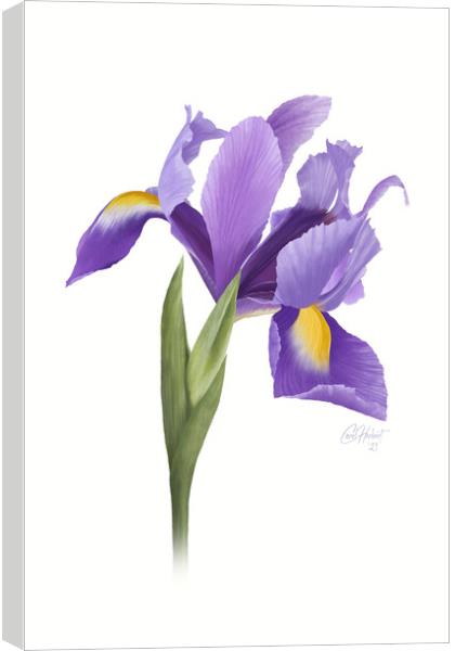 Iris Flower Original Artwork Canvas Print by Carol Herbert