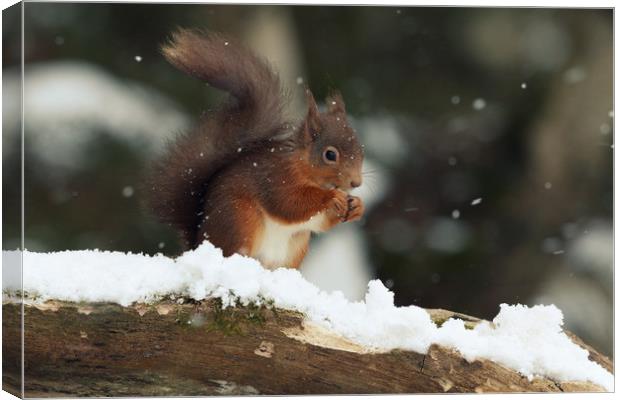 Red Squirrel in the Snow (Aberdeenshire, Scotland) Canvas Print by Claire Cameron