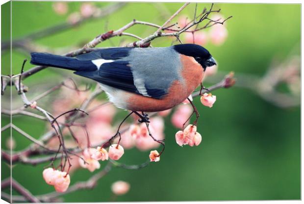 Bullfinch with pink berries Canvas Print by Claire Cameron