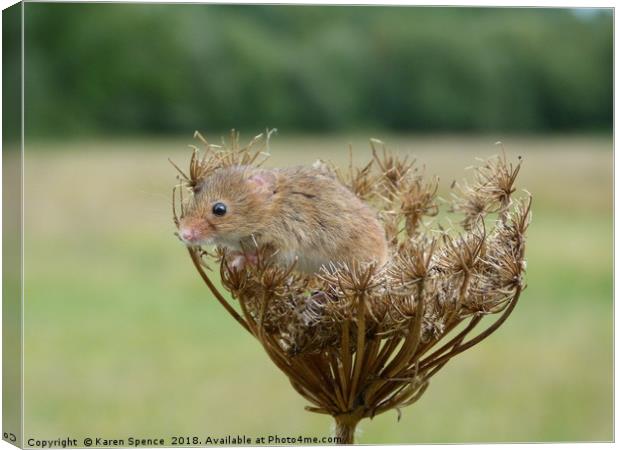 Field mouse and seed head Canvas Print by Karen Spence