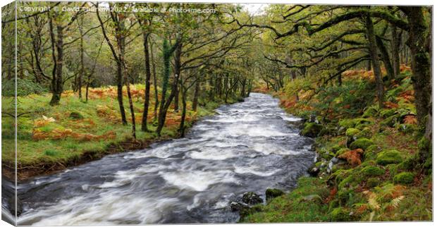 Afon Artro Autumn Canvas Print by David Thurlow