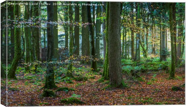 Welsh Beech Wood Canvas Print by David Thurlow