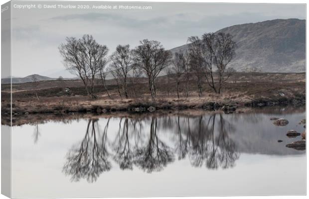 Bare Birch trees reflecting in the cold waters of Loch Ba on Rannoch Moor Canvas Print by David Thurlow