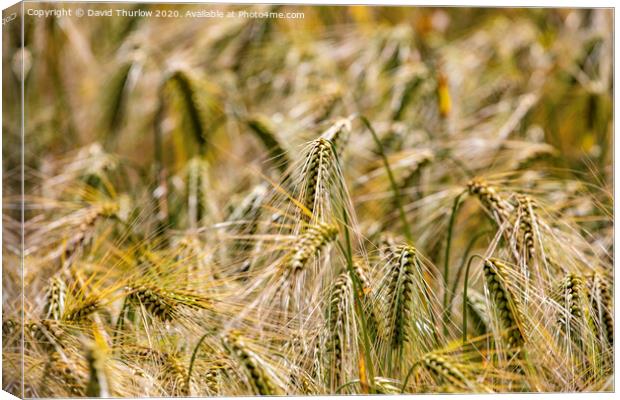 Field of wheat Canvas Print by David Thurlow