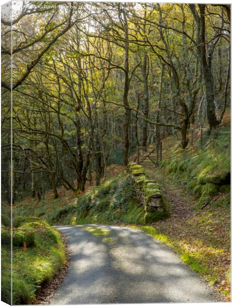 Autumn Lane Canvas Print by David Thurlow