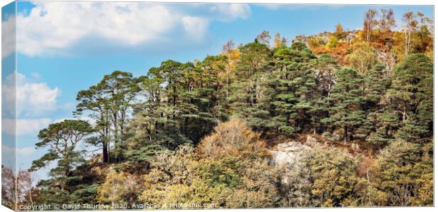 Tree Lined Hillside Canvas Print by David Thurlow