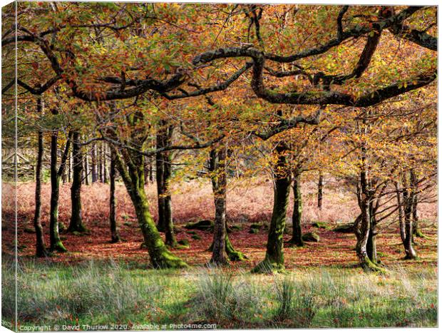 Autumn Wood Canvas Print by David Thurlow