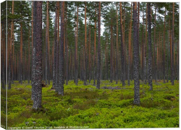 Lush Norwegian Pine Forest Canvas Print by David Thurlow