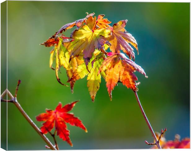 Autumn Maple Leaves Canvas Print by Gary chadbond