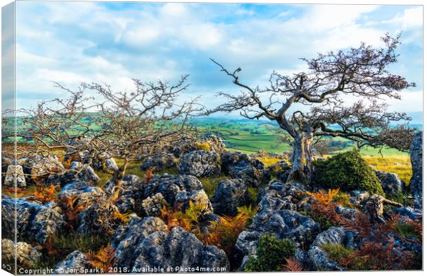 Hawthorn trees and limestone pavement Canvas Print by Jon Sparks