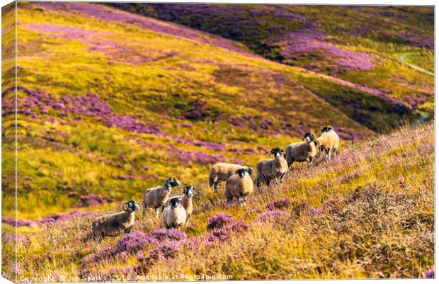 Sheep above Wyresdale Canvas Print by Jon Sparks