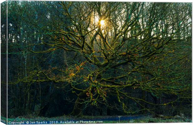 Sunbeams through bare trees Canvas Print by Jon Sparks