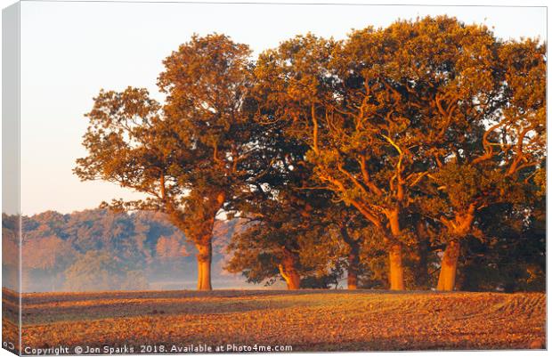 Morning light on oak trees Canvas Print by Jon Sparks