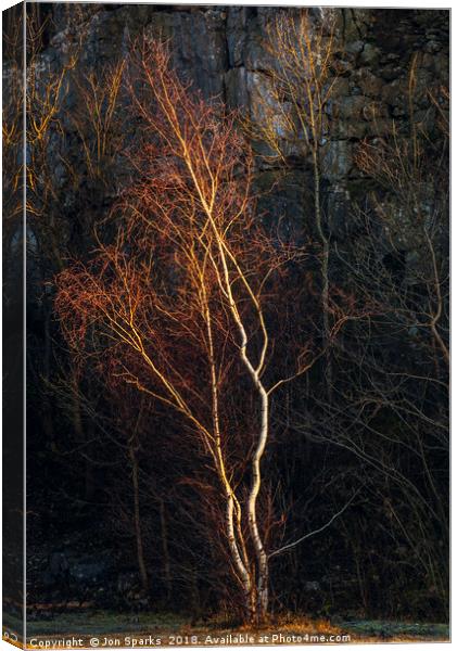 Birch tree and rockface Canvas Print by Jon Sparks