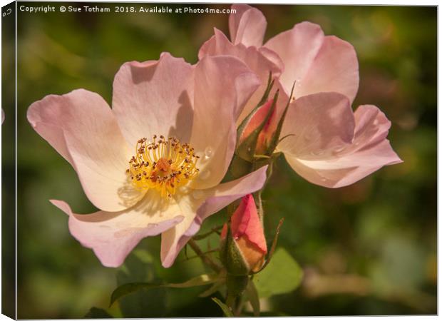 Rose Beautiful Canvas Print by Sue Totham
