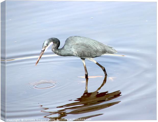 Blue Heron Canvas Print by Jannette Gregory