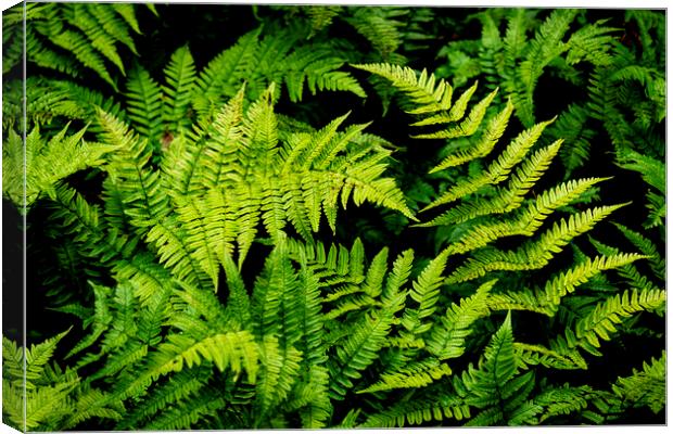 Fern leaves Canvas Print by Anthony Hart
