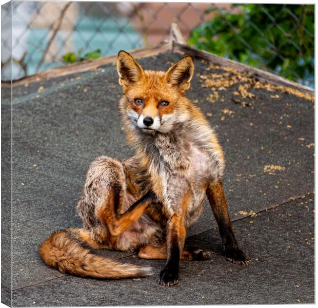 The Urban Fox Canvas Print by Anthony Hart