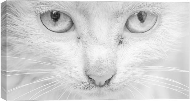 Cat's Eyes Canvas Print by Keith Small