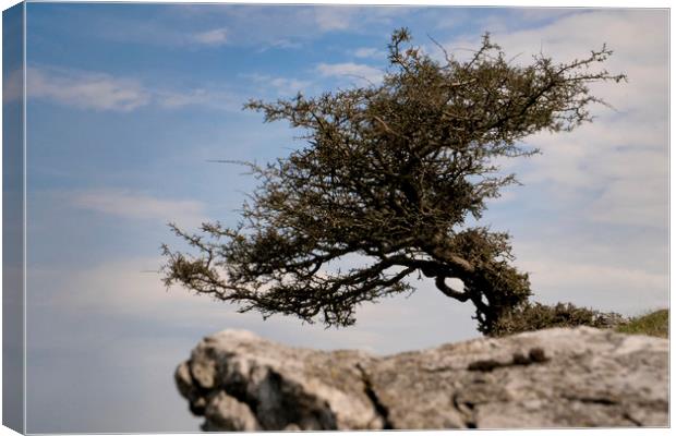                                Windswept Tree Canvas Print by jason jones