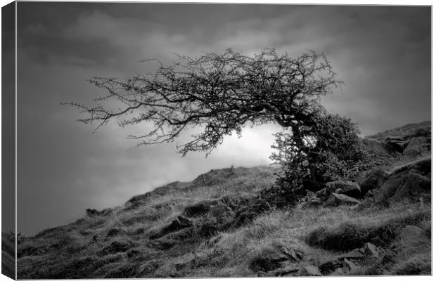 Monochrome Windswept Tree                          Canvas Print by jason jones