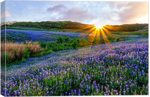 Texas Bluebonnets at Sunset Canvas Print by Chuck Underwood
