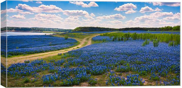Texas Bluebonnets panorama Canvas Print by Chuck Underwood